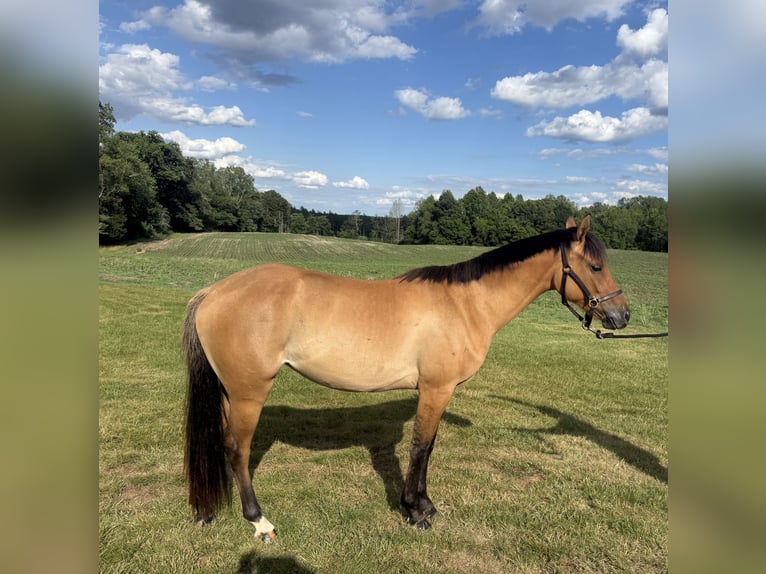 Kuc walijski partbred Klacz 2 lat 132 cm Bułana in Columbia