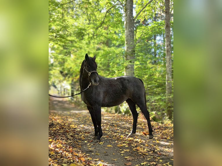 Kuc walijski partbred Klacz 2 lat 136 cm Siwa in Emmaboda