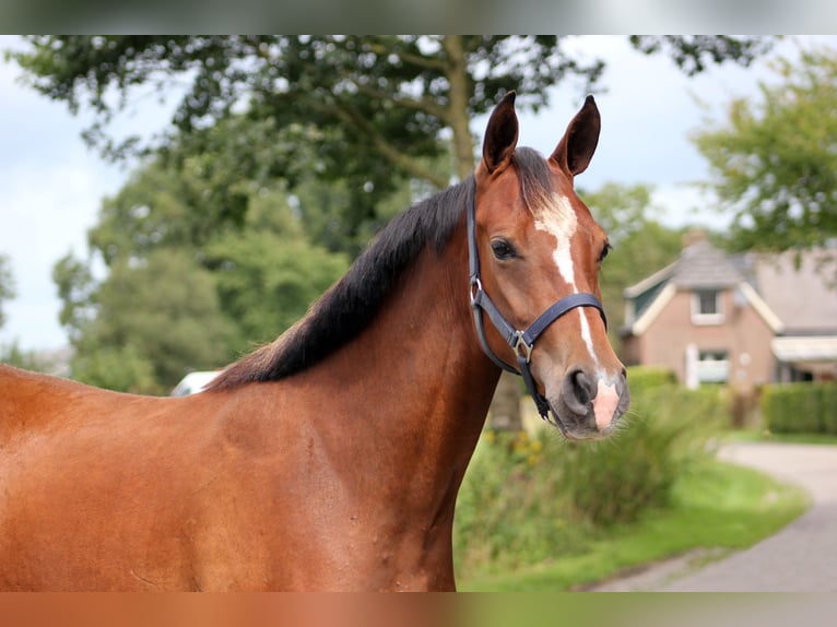 Kuc walijski partbred Klacz 2 lat 147 cm Ciemnogniada in Hengelo (Gld)