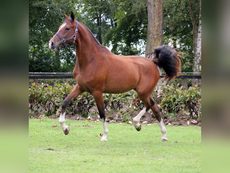 Kuc walijski partbred Klacz 2 lat 147 cm Ciemnogniada in Hengelo (Gld)