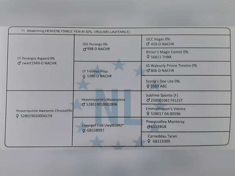 Kuc walijski partbred Mix Klacz 2 lat 160 cm Bułana in Ruinen