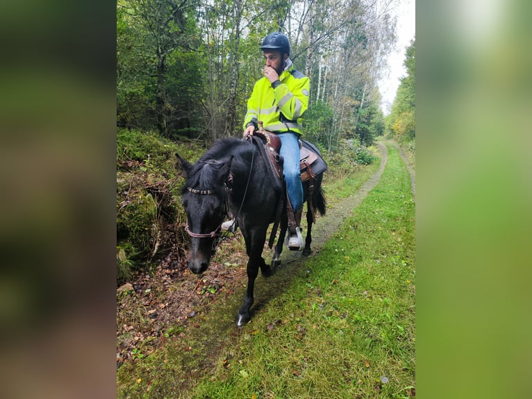 Kuc walijski partbred Klacz 3 lat 136 cm Siwa in Emmaboda