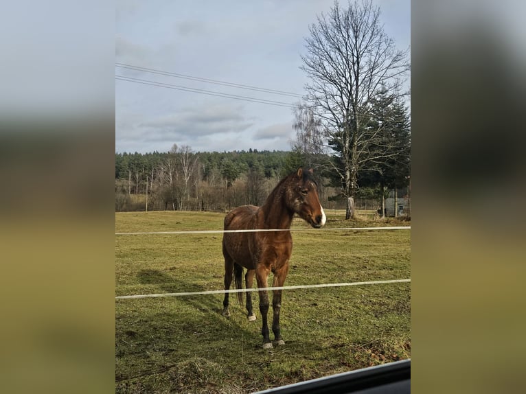 Kuc walijski partbred Mix Klacz 3 lat 138 cm Gniada in Ustrzyki Dolne