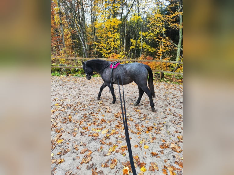 Kuc walijski partbred Klacz 3 lat 140 cm Siwa in Emmaboda