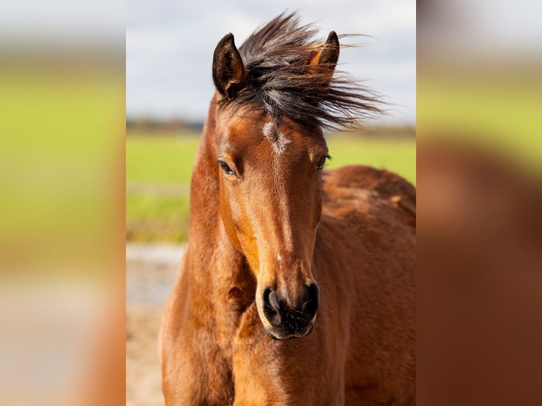 Kuc walijski partbred Klacz 3 lat 145 cm Gniada in Driebruggen
