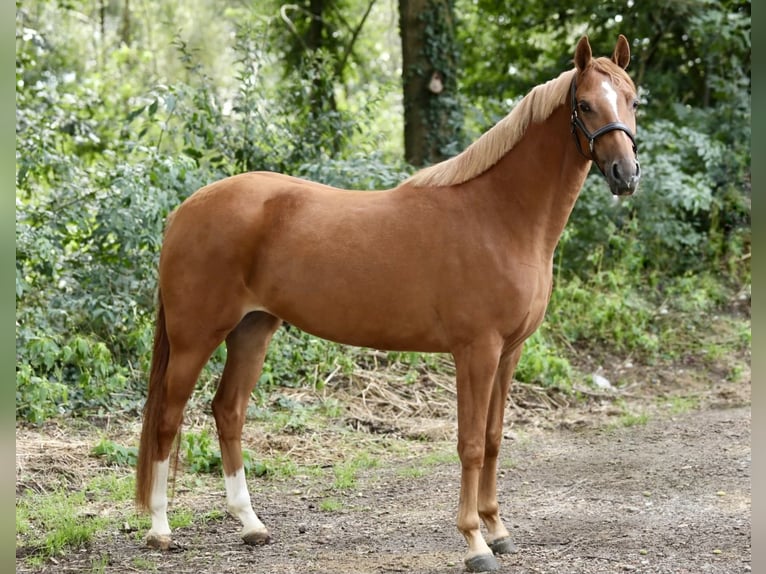 Kuc walijski partbred Klacz 3 lat 145 cm Kasztanowata in Aalten