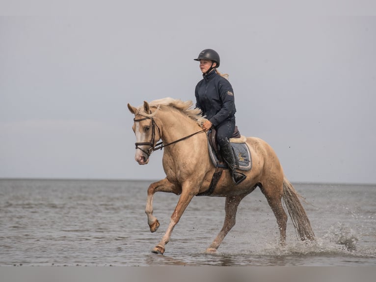 Kuc walijski partbred Klacz 4 lat 145 cm Izabelowata in Raddestorf