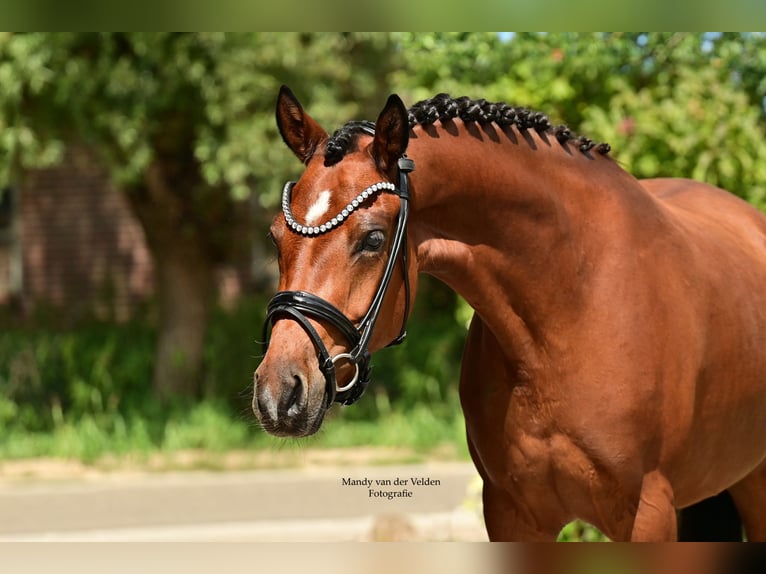 Kuc walijski partbred Klacz 4 lat 147 cm Gniada in Veldhoven