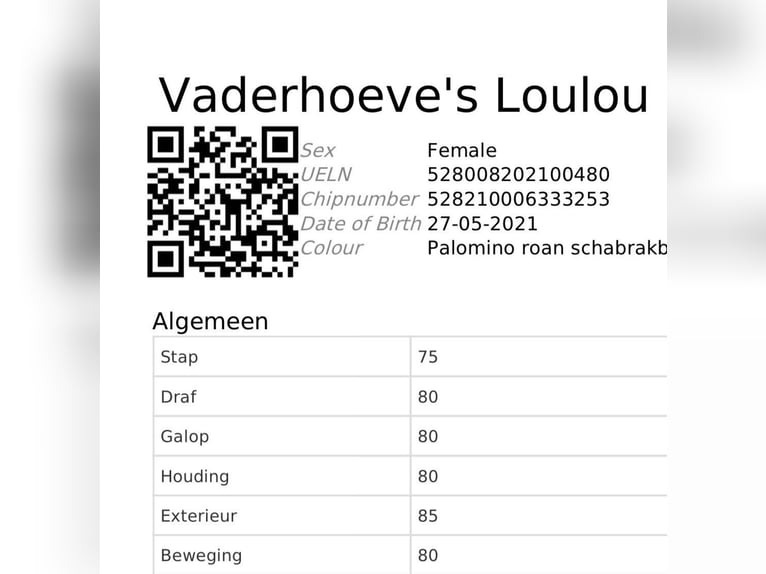 Kuc walijski partbred Klacz 4 lat 148 cm Izabelowata in Schwalmstadt