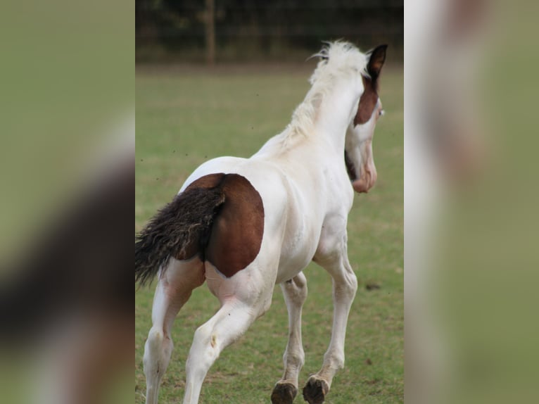 Kuc walijski partbred Klacz 4 lat 149 cm Tovero wszelkich maści in Ploudaniel