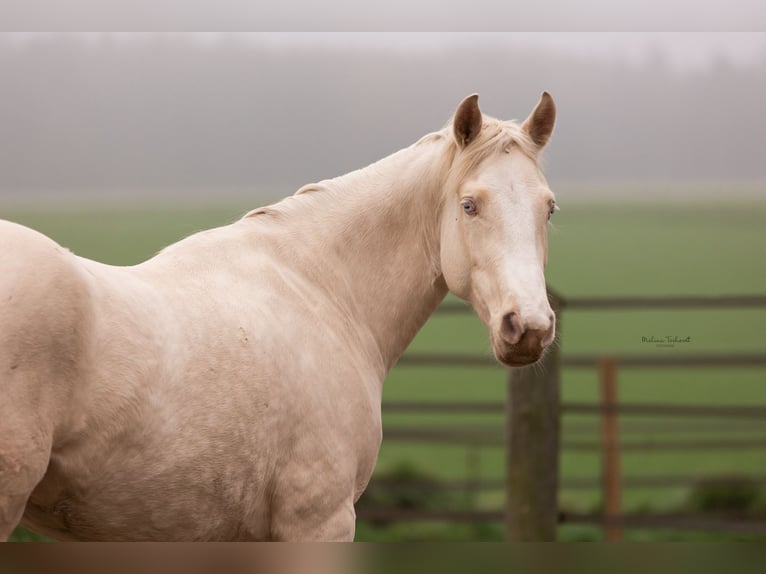 Kuc walijski partbred Klacz 4 lat 150 cm Cremello in Goch