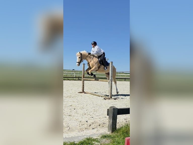 Kuc walijski partbred Klacz 5 lat 145 cm Izabelowata in Oudendijk