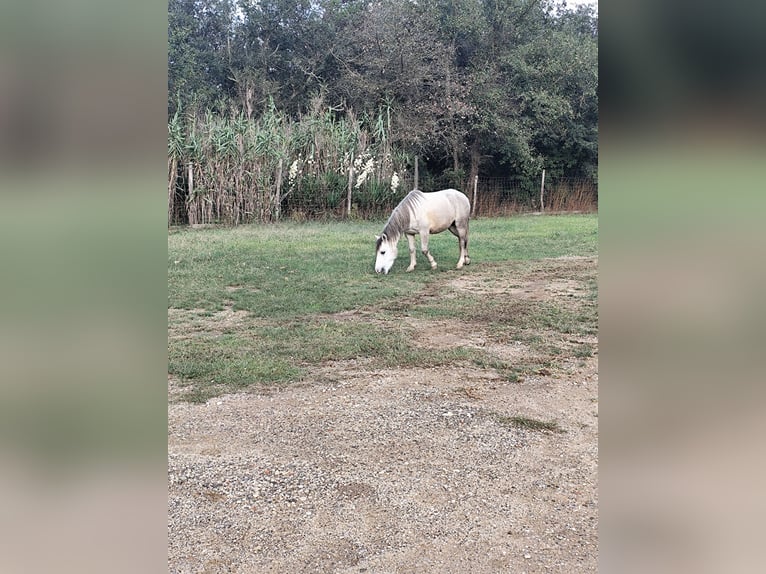 Kuc walijski partbred Mix Klacz 6 lat 124 cm Siwa in Franciach (Pueblo)