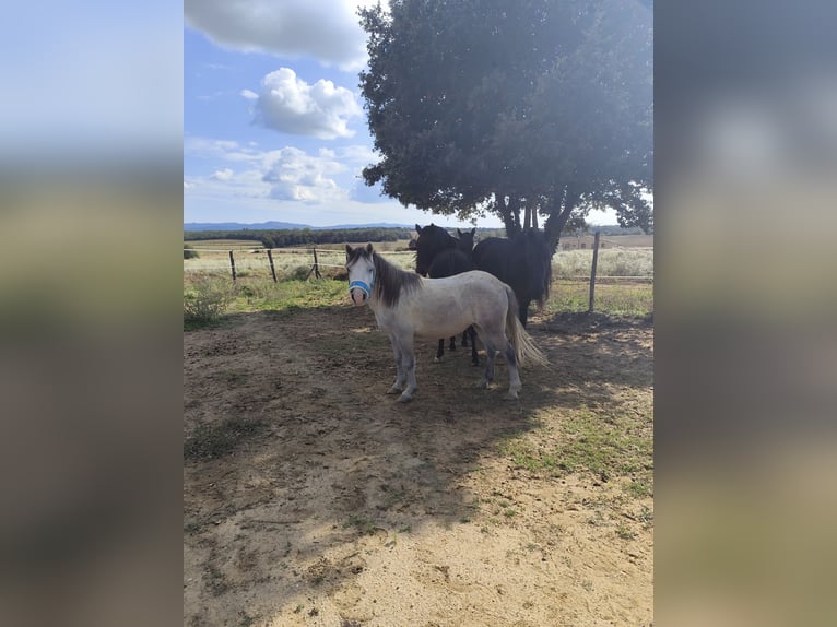 Kuc walijski partbred Mix Klacz 6 lat 124 cm Siwa in Franciach (Pueblo)