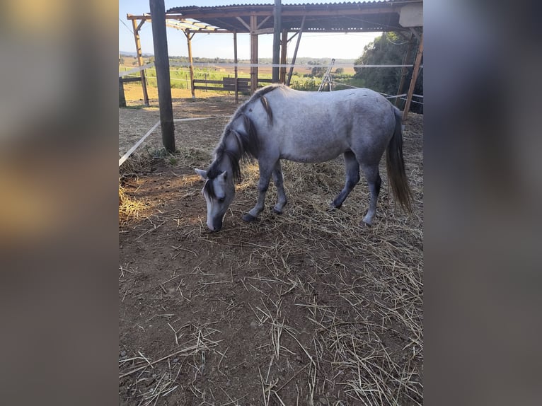 Kuc walijski partbred Mix Klacz 6 lat 124 cm Siwa in Franciach (Pueblo)