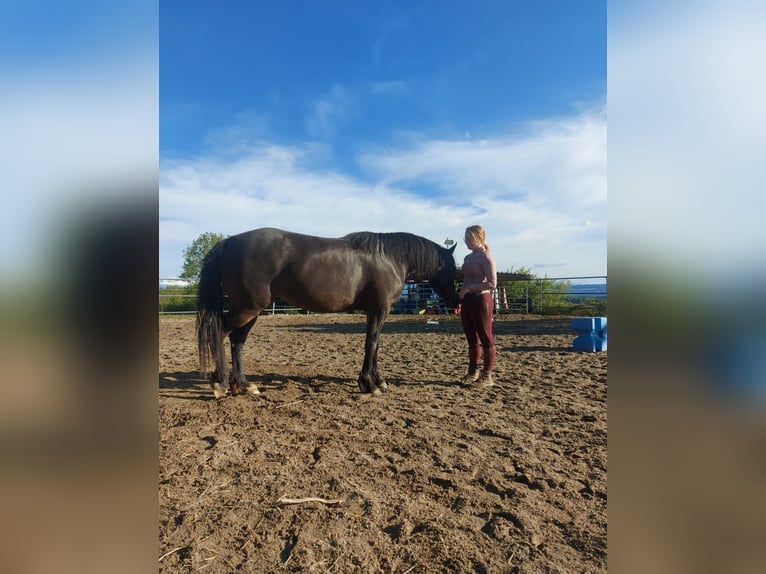 Kuc walijski partbred Klacz 7 lat 150 cm Ciemnogniada in Basel