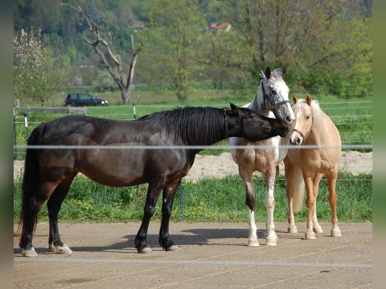 Kuc walijski partbred Klacz 7 lat 150 cm Ciemnogniada in Basel