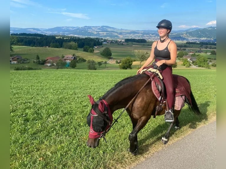 Kuc walijski partbred Klacz 7 lat 150 cm Ciemnogniada in Basel