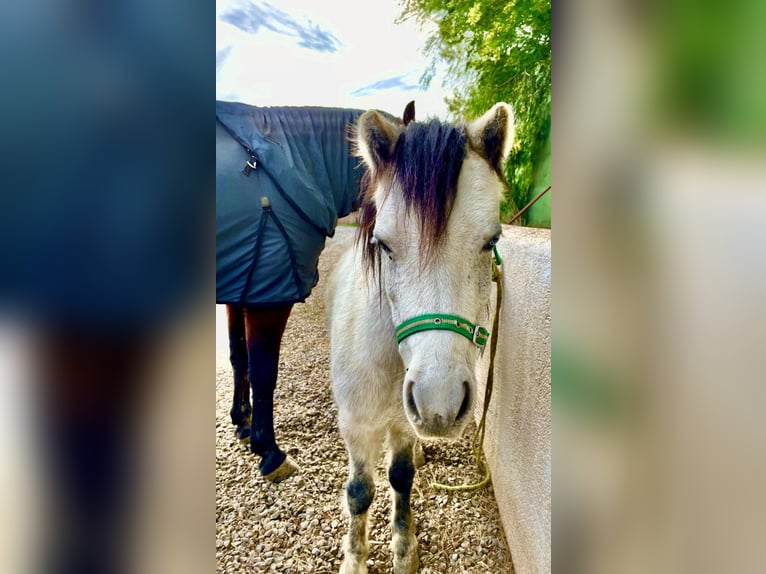 Kuc walijski partbred Mix Klacz 9 lat 115 cm Siwa in Falkenstein/Vogtland