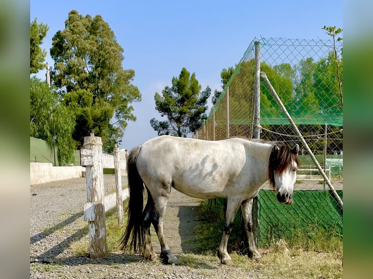Kuc walijski partbred Mix Klacz 9 lat 115 cm Siwa in Falkenstein/Vogtland