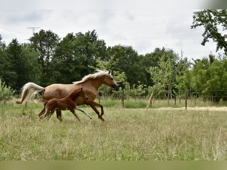 Kuc walijski partbred Klacz Źrebak (06/2026) 144 cm Kasztanowata in Mol