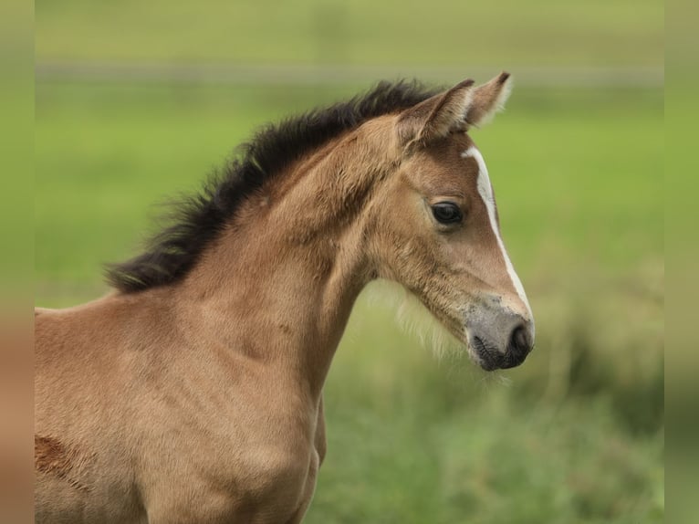 Kuc walijski partbred Klacz Źrebak (05/2026) 148 cm Jelenia in Aalten