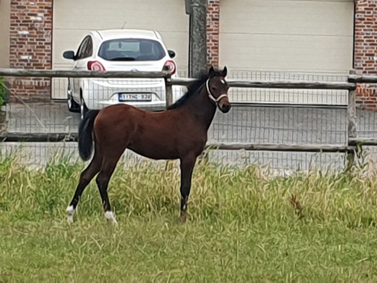 Kuc walijski partbred Klacz Źrebak (04/2025) Gniada in Weelde