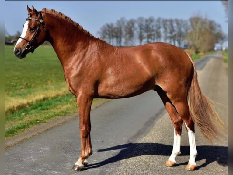 Kuc walijski partbred Ogier 11 lat 145 cm Kasztanowata in Deurne