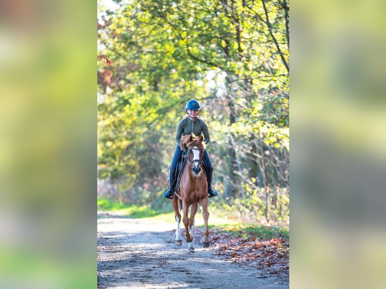 Kuc walijski partbred Ogier 11 lat 145 cm Kasztanowata in Deurne