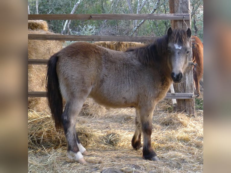 Kuc walijski partbred Ogier 1 Rok 110 cm Bułana in Saint Just et vacquiere