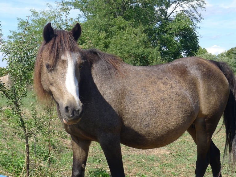 Kuc walijski partbred Ogier 1 Rok 110 cm Bułana in Saint Just et vacquiere