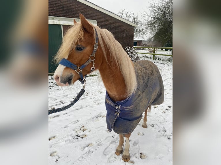 Kuc walijski partbred Ogier 5 lat 122 cm Kasztanowata in Baak