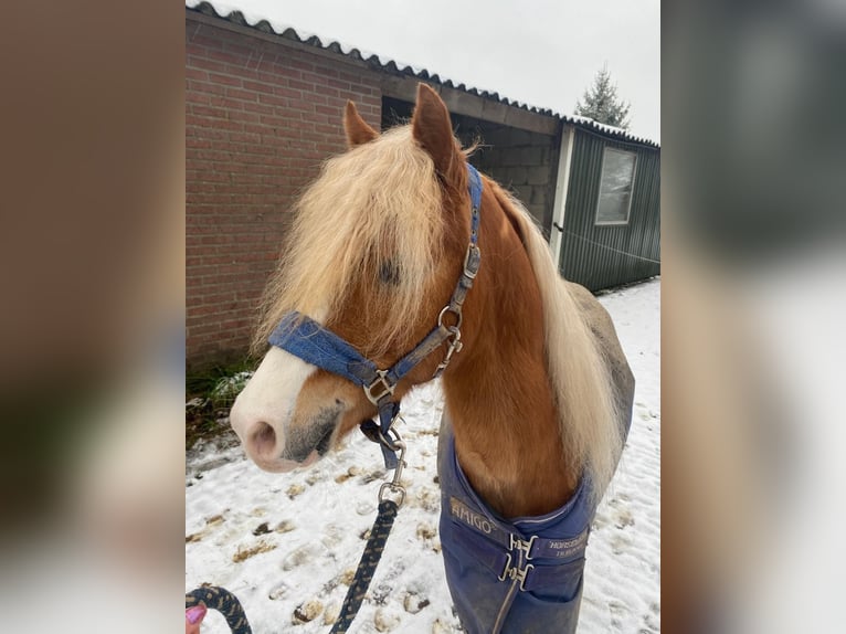 Kuc walijski partbred Ogier 5 lat 122 cm Kasztanowata in Baak