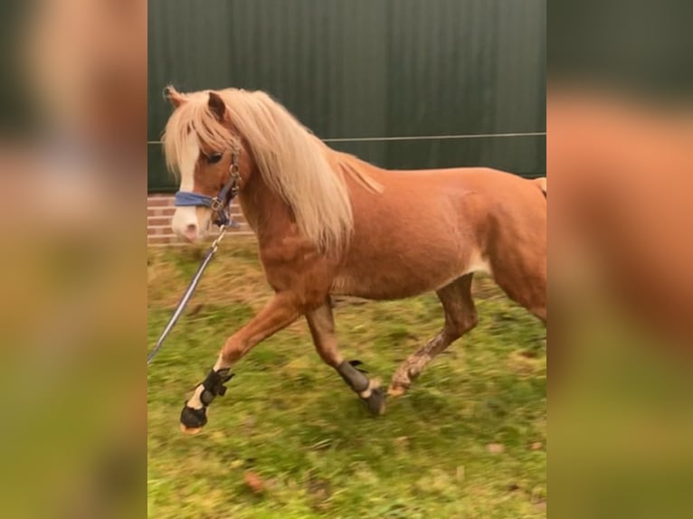 Kuc walijski partbred Ogier 5 lat 122 cm Kasztanowata in Baak