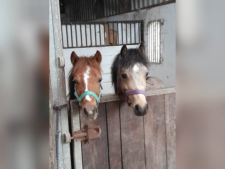 Kuc walijski partbred Ogier Kara in Gudendorf