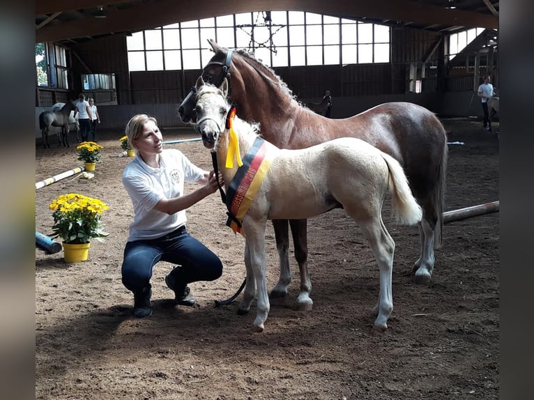 Kuc walijski partbred Ogier Kara in Gudendorf