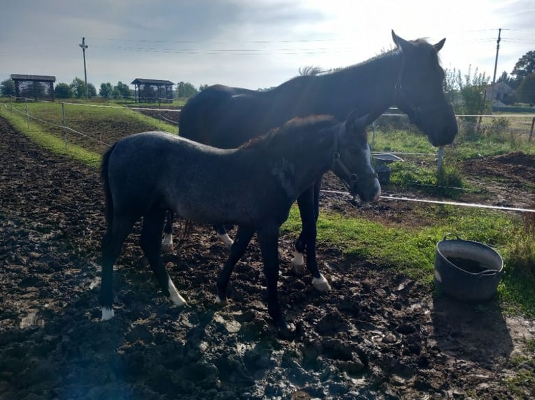 Kuc walijski partbred Ogier Źrebak (05/2024) 150 cm Biała in Lichoceves - Prag