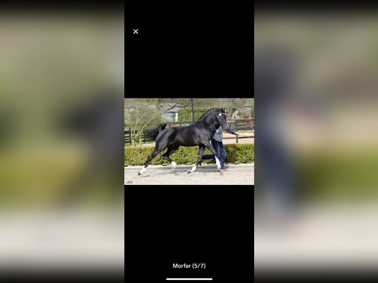 Kuc walijski partbred Ogier Źrebak (05/2026) 155 cm Gniada in Vartdal