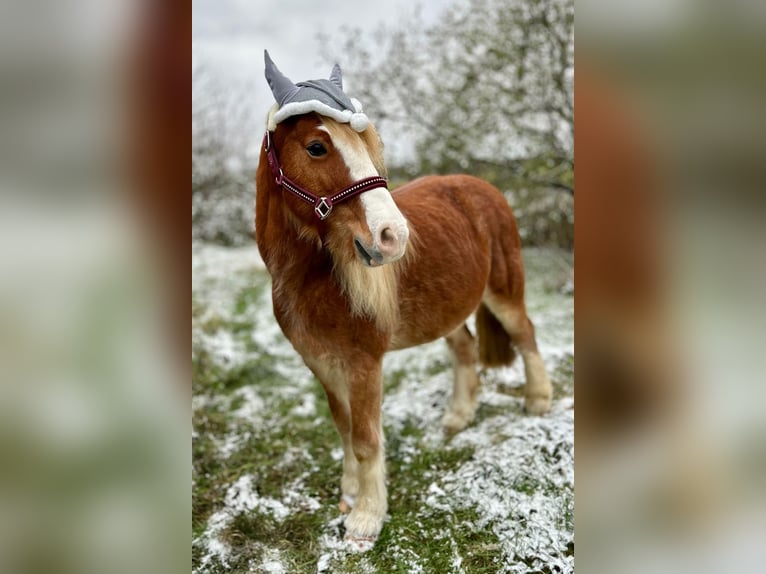 Kuc walijski partbred Wałach 14 lat 138 cm Kasztanowata in Oftersheim
