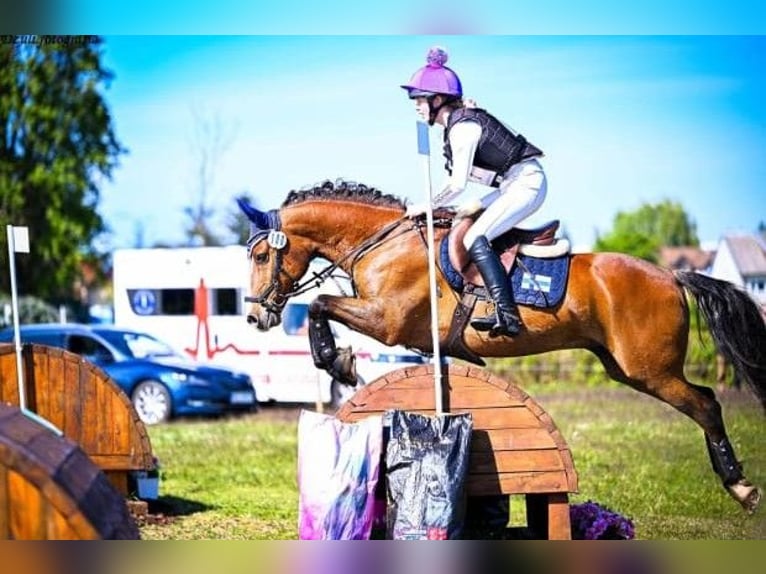 Kuc walijski partbred Mix Wałach 14 lat 143 cm Gniada in Forssa