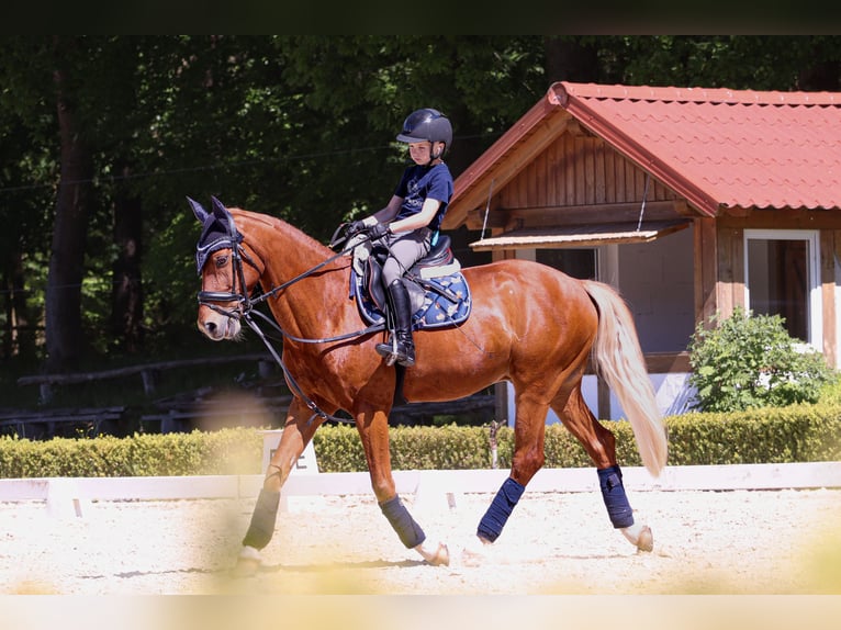 Kuc walijski partbred Wałach 15 lat 148 cm Kasztanowata in Aschaffenburg