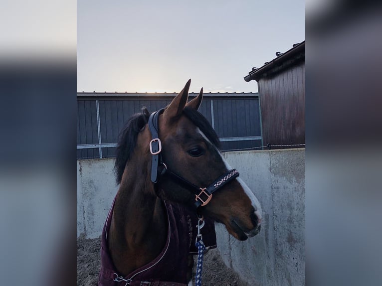 Kuc walijski partbred Mix Wałach 18 lat 145 cm Gniada in Buggenhout