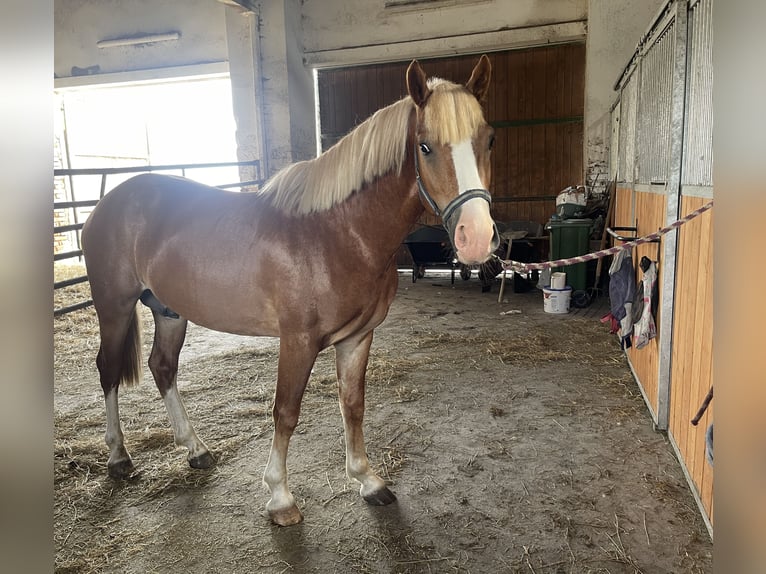 Kuc walijski partbred Wałach 2 lat Ciemnokasztanowata in Lu&#x17E;ec nad Cidlinou