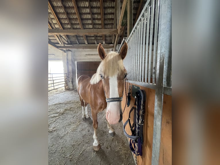 Kuc walijski partbred Wałach 2 lat Ciemnokasztanowata in Lu&#x17E;ec nad Cidlinou