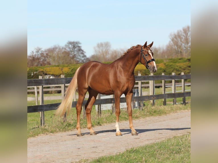 Kuc walijski partbred Wałach 3 lat 147 cm Ciemnokasztanowata in Heemskerk