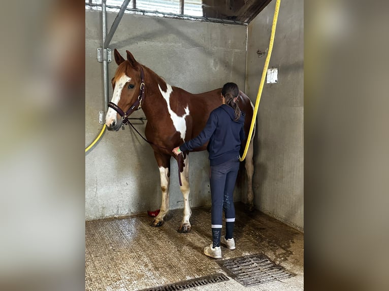 Kuc walijski partbred Wałach 3 lat 156 cm in rouffange