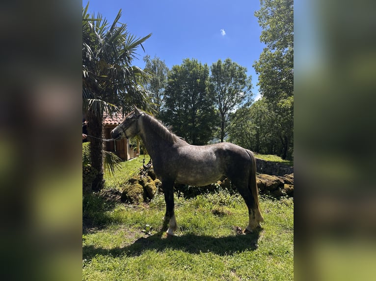Kuc walijski partbred Wałach 4 lat 143 cm Siwa in Saint-Amans-Valtoret