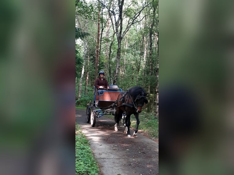 Kuc walijski partbred Wałach 5 lat 138 cm Gniada in Ruinen