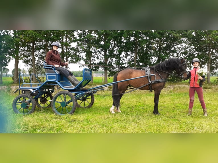 Kuc walijski partbred Wałach 5 lat 138 cm Gniada in Ruinen