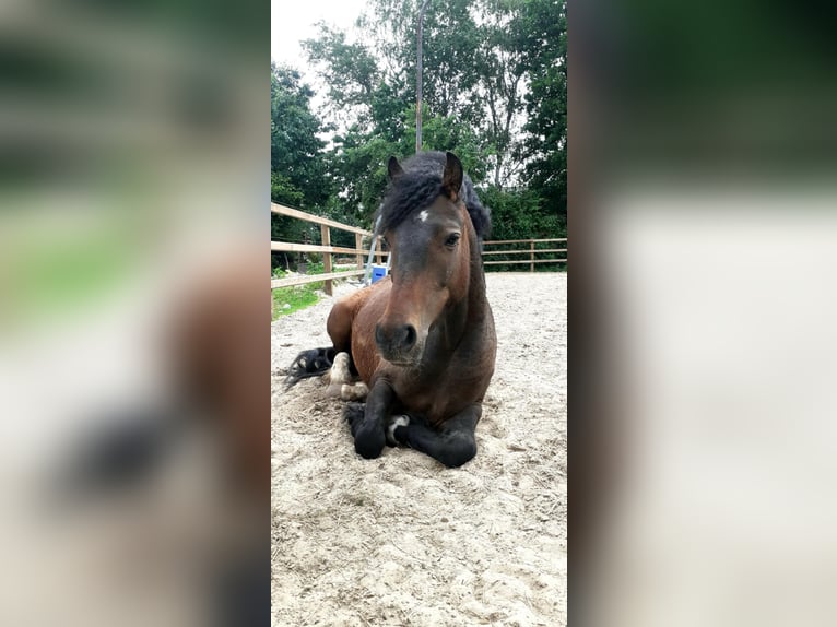 Kuc walijski partbred Wałach 5 lat 138 cm Gniada in Ruinen
